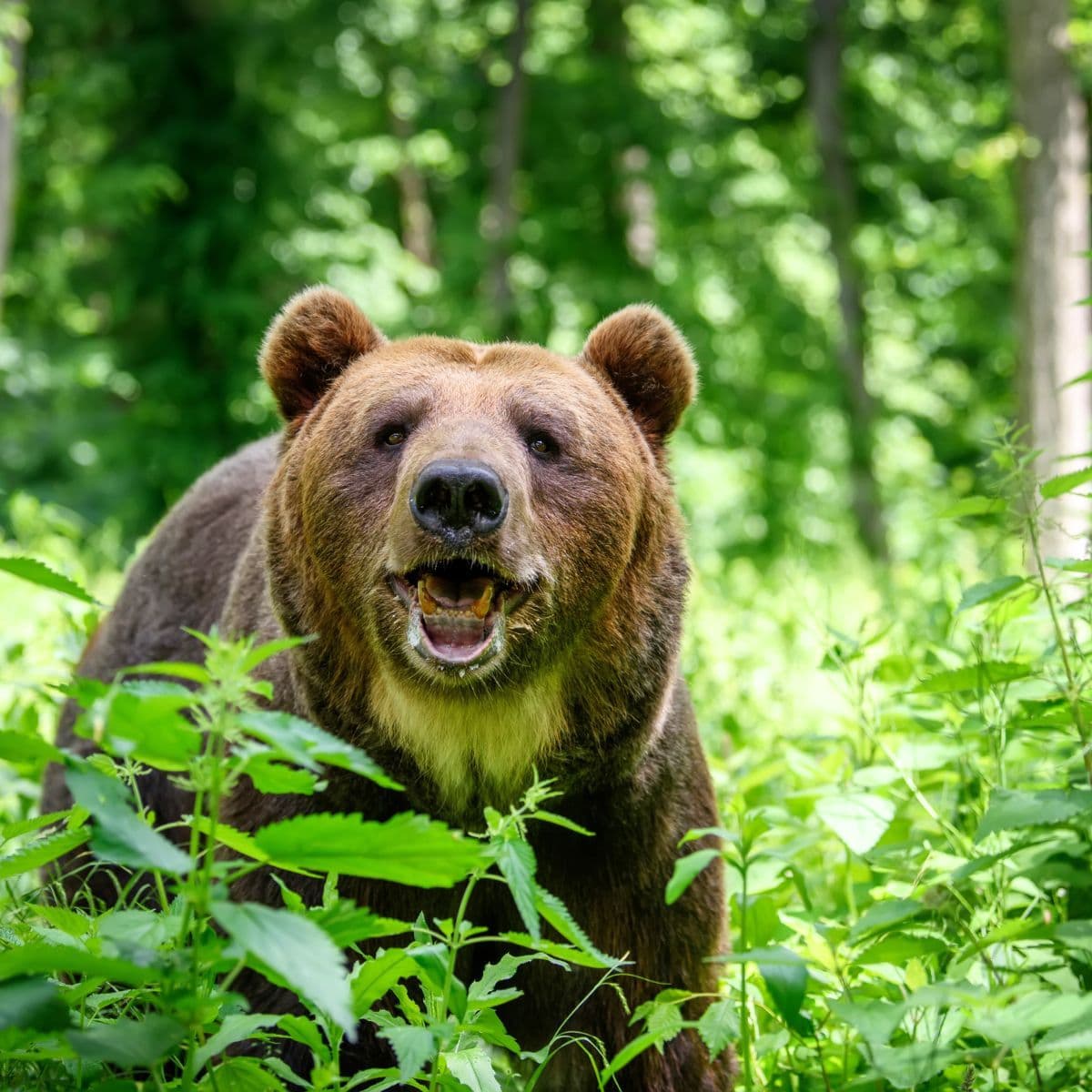 Libearty Bear Sanctuary