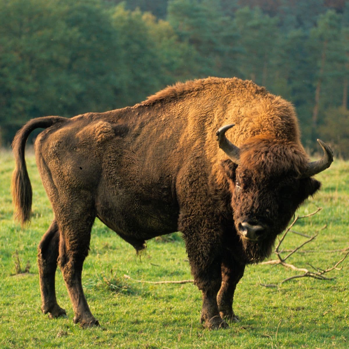 Bison Reserve