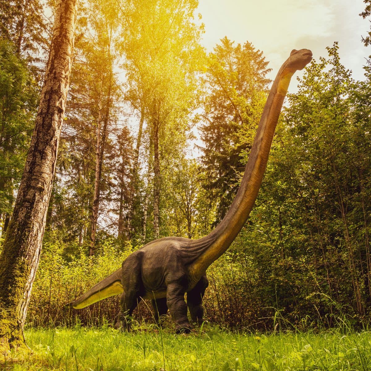 Dino Parc