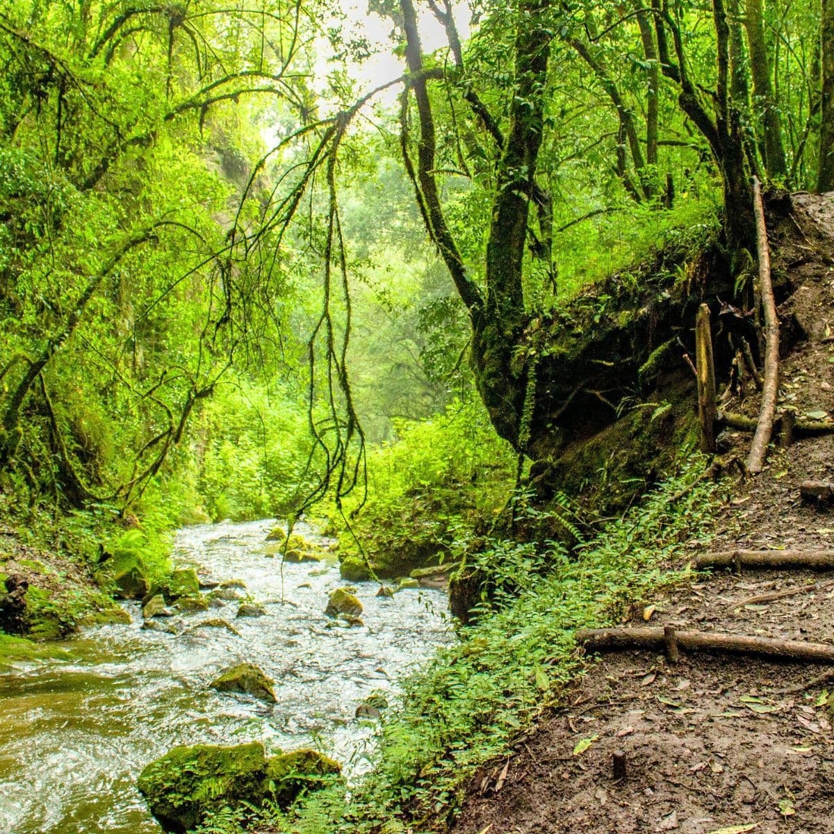 Wellness Walks