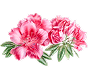 Local flower: Rhododendron
