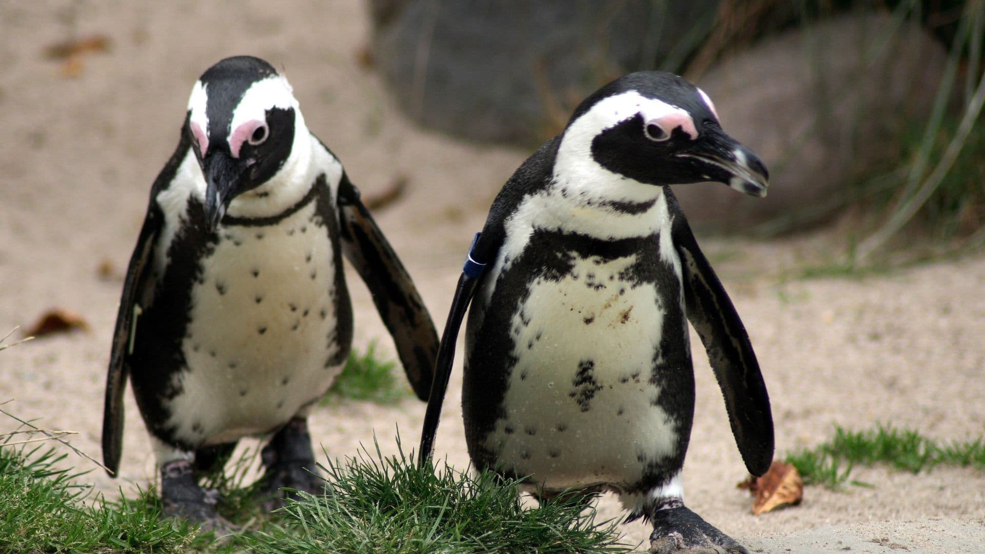 Brașov Zoo